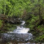 The the Hoëgne in the spring.