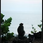 The Thinking Monkey