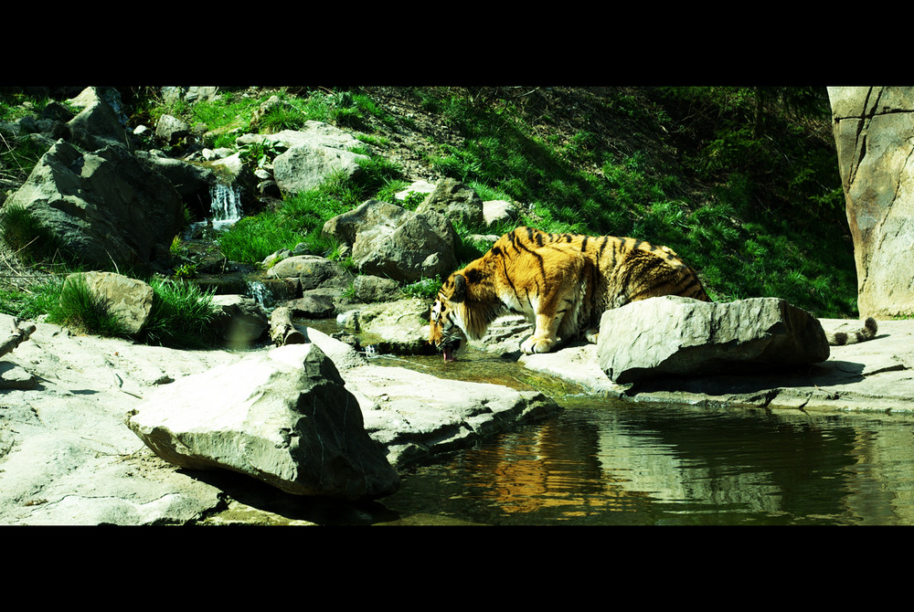 the thirsty tiger