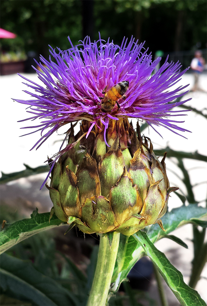 The Thistle and the Bee