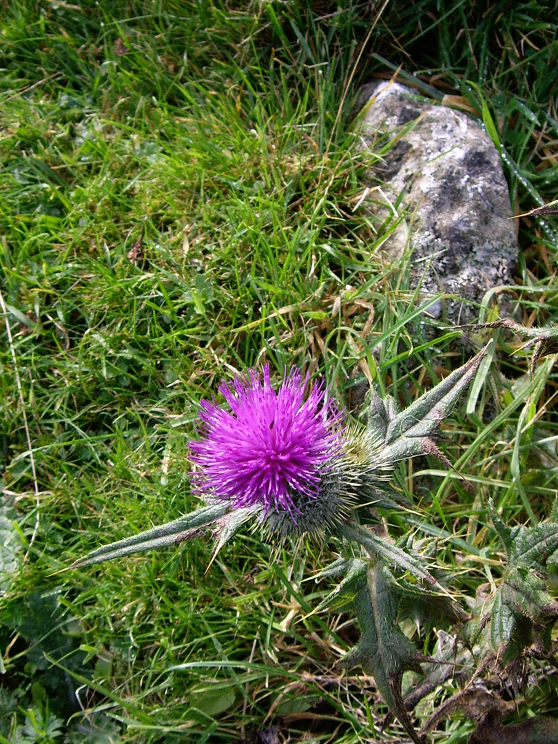 The Thistle, Scotland's National Emblem