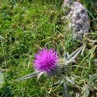 The Thistle, Scotland's National Emblem