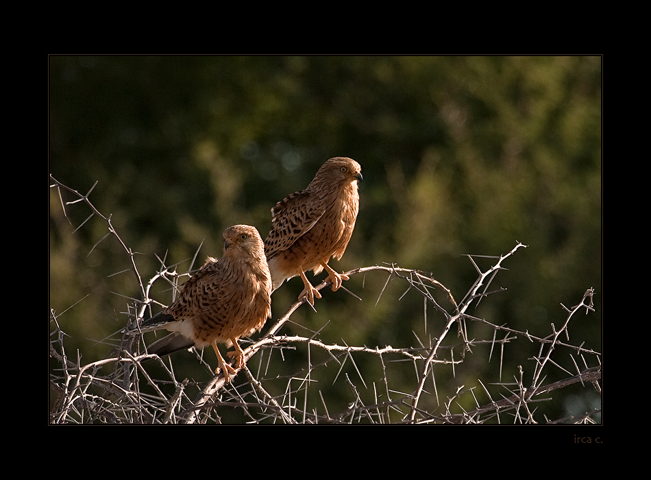 The Thorn Birds