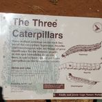 The Three Caterpillars