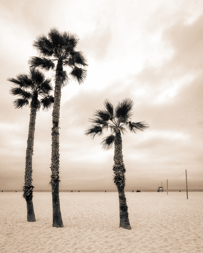 the three palms