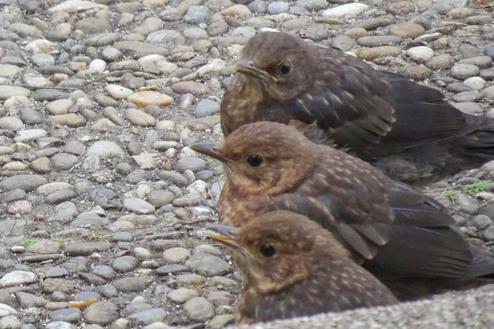 the three young Amsels