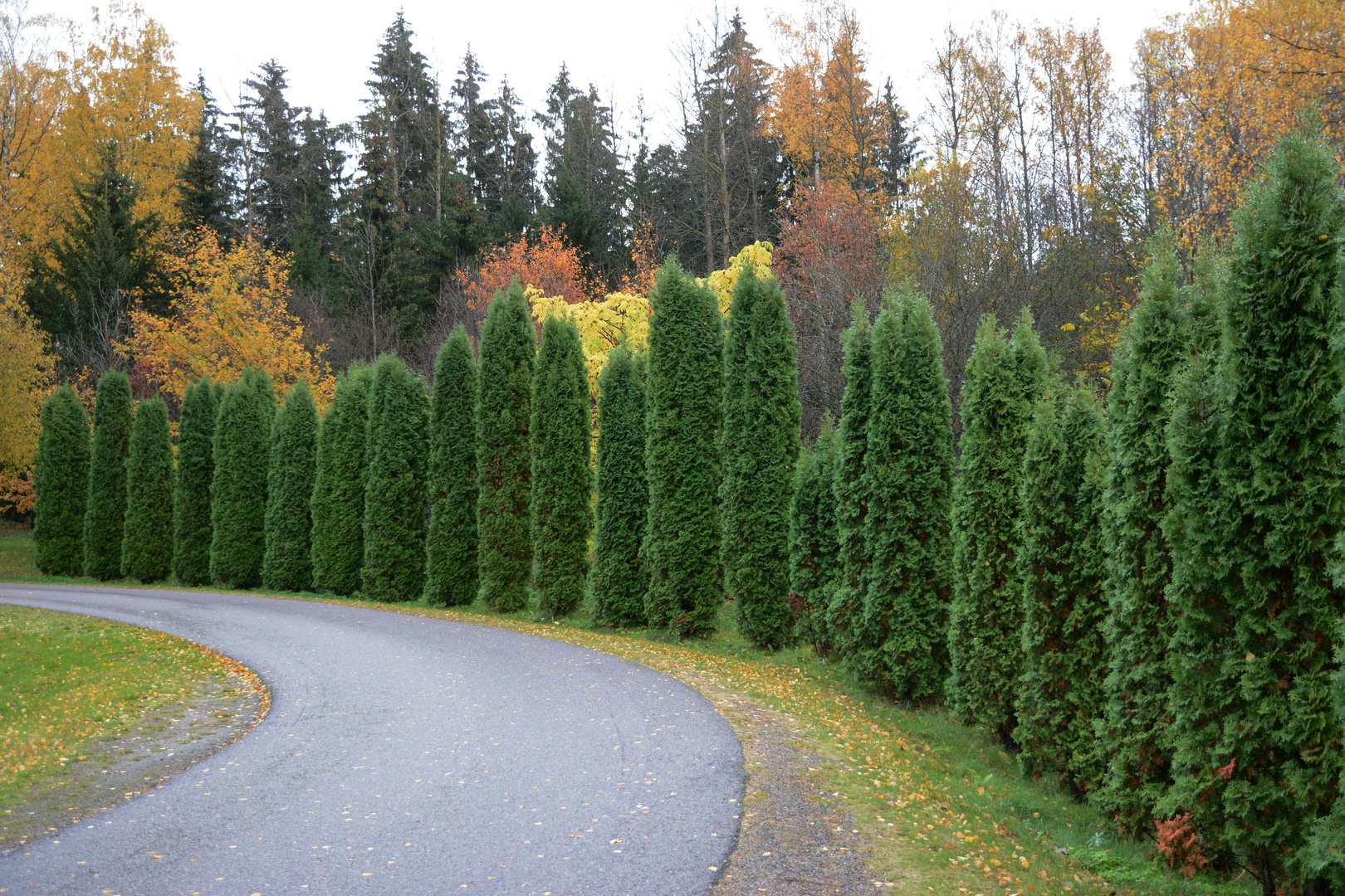 The Thuja row