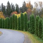 The Thuja row