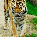 The Tiger...
