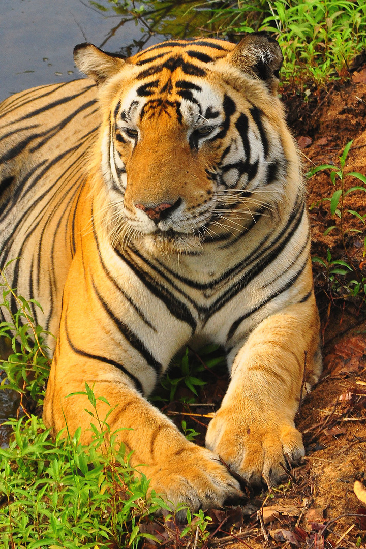 The Tiger Cooling Off