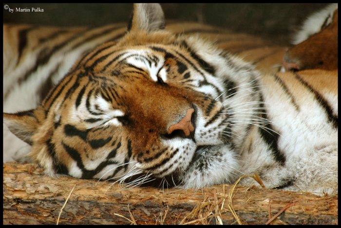 The tiger sleeps tonight!