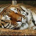 The tiger sleeps tonight!