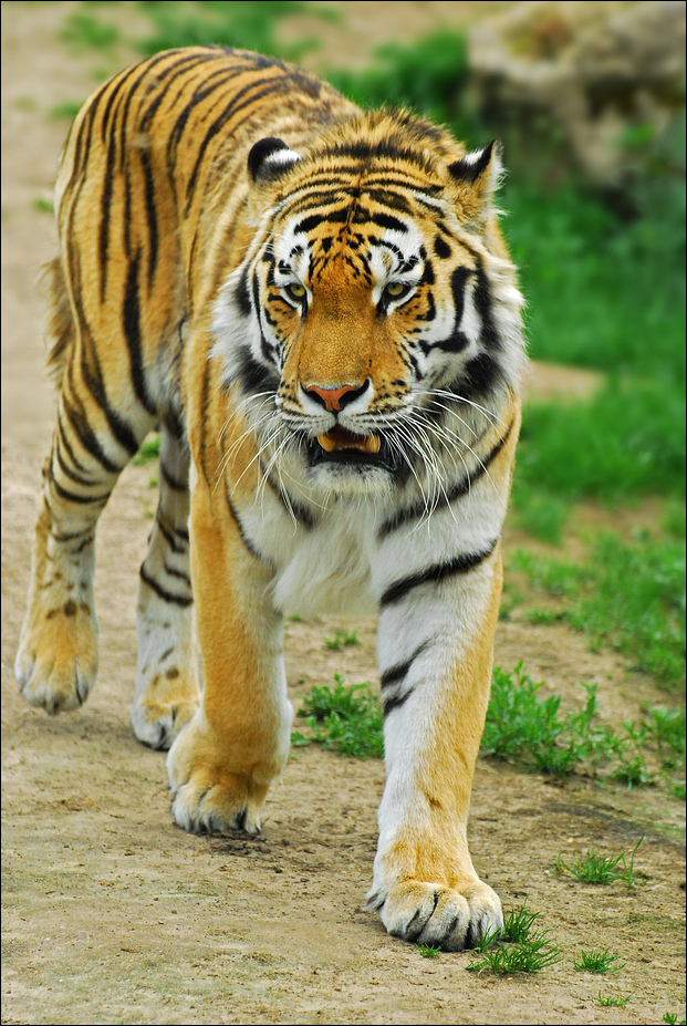 The Tiger_2