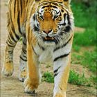 The Tiger_2