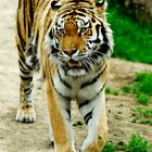 The Tiger_Versuch