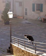 the tightrope walker