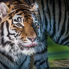 the tigress
