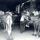 The Tongawalahs of Old Delhi