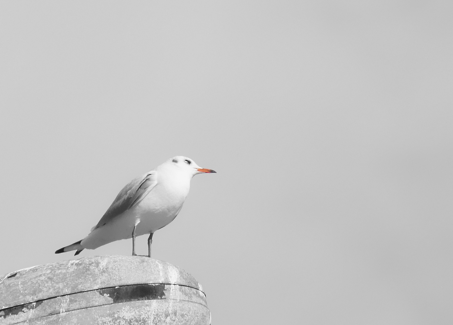 The toughtful mind of a wandering seagull