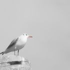 The toughtful mind of a wandering seagull