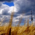 The tower from the field