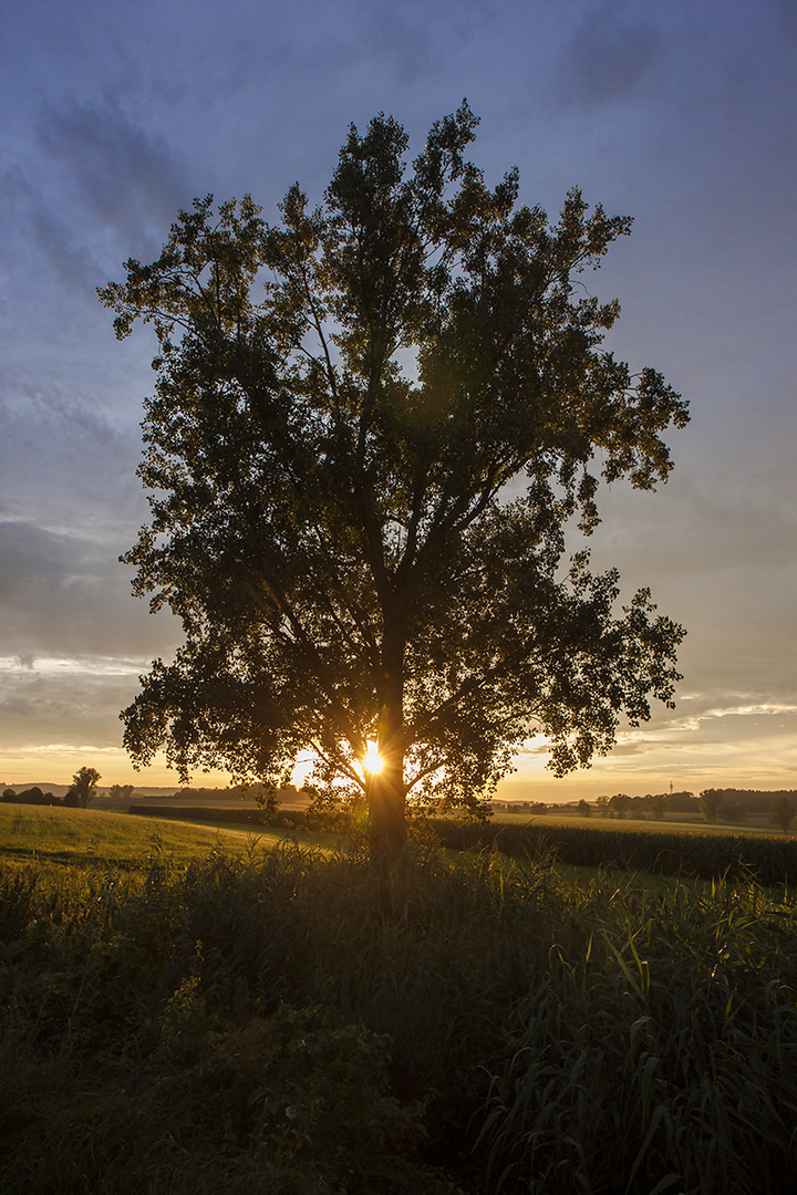 [ The TREE  ]