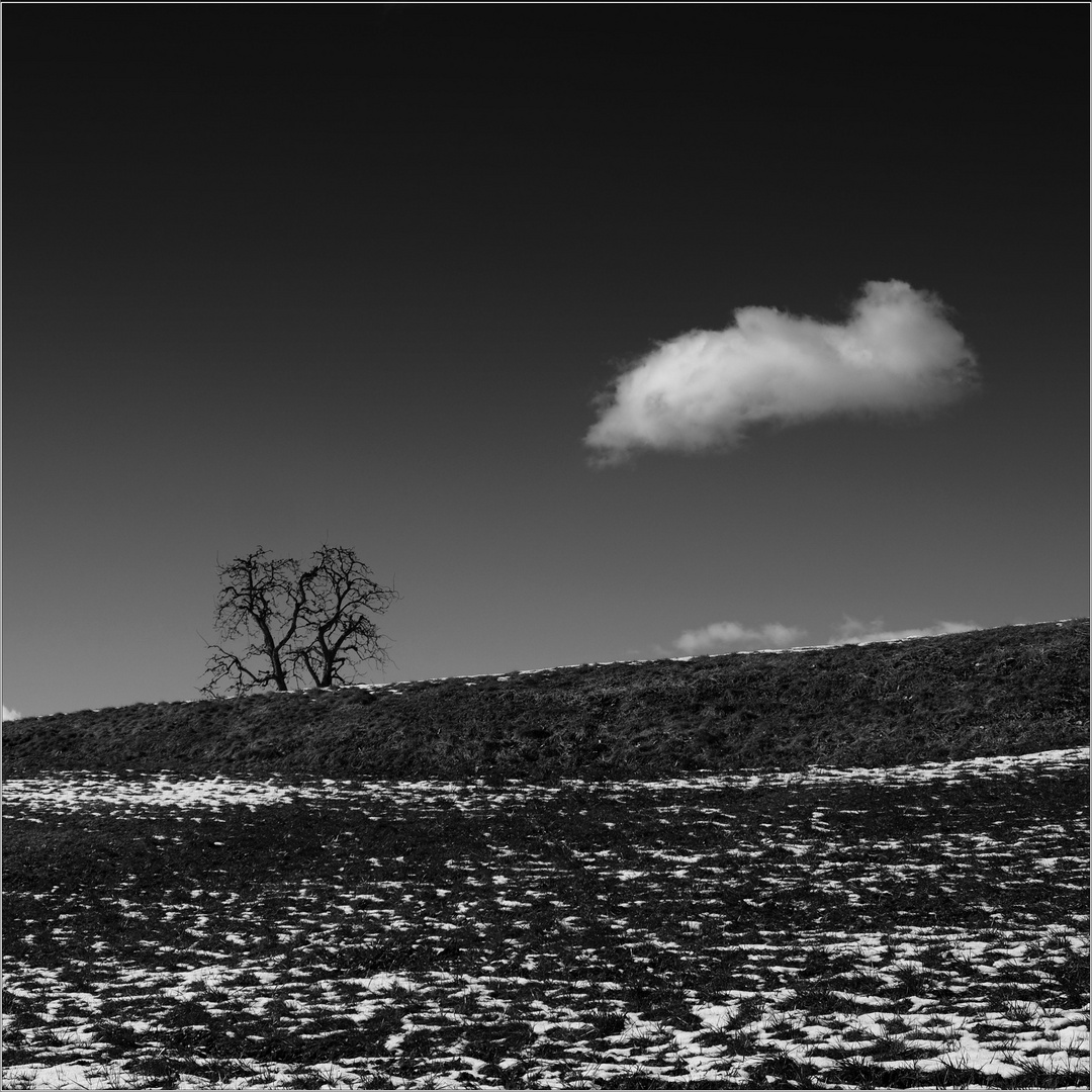  the tree and the cloud