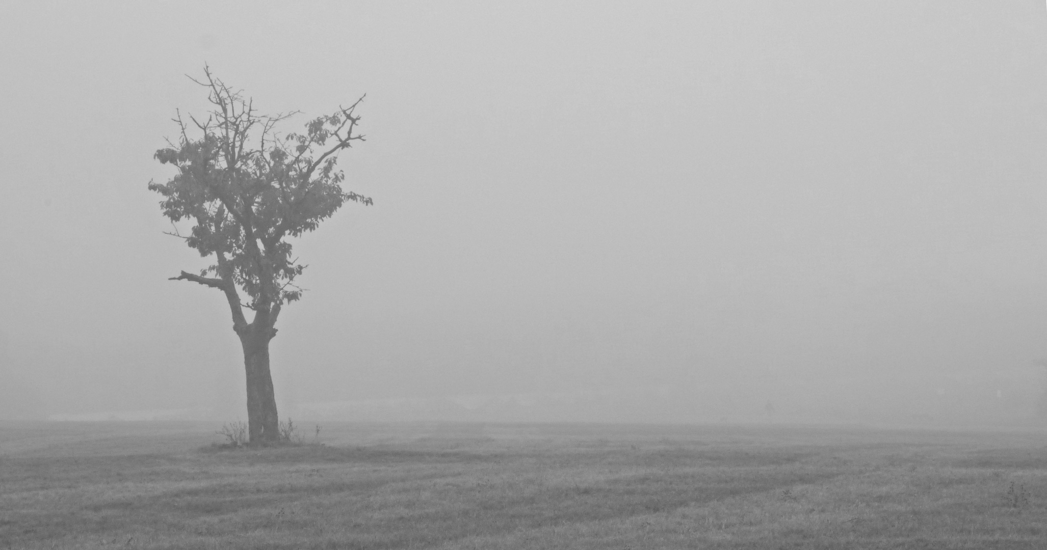 the tree and the fog