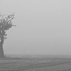 the tree and the fog