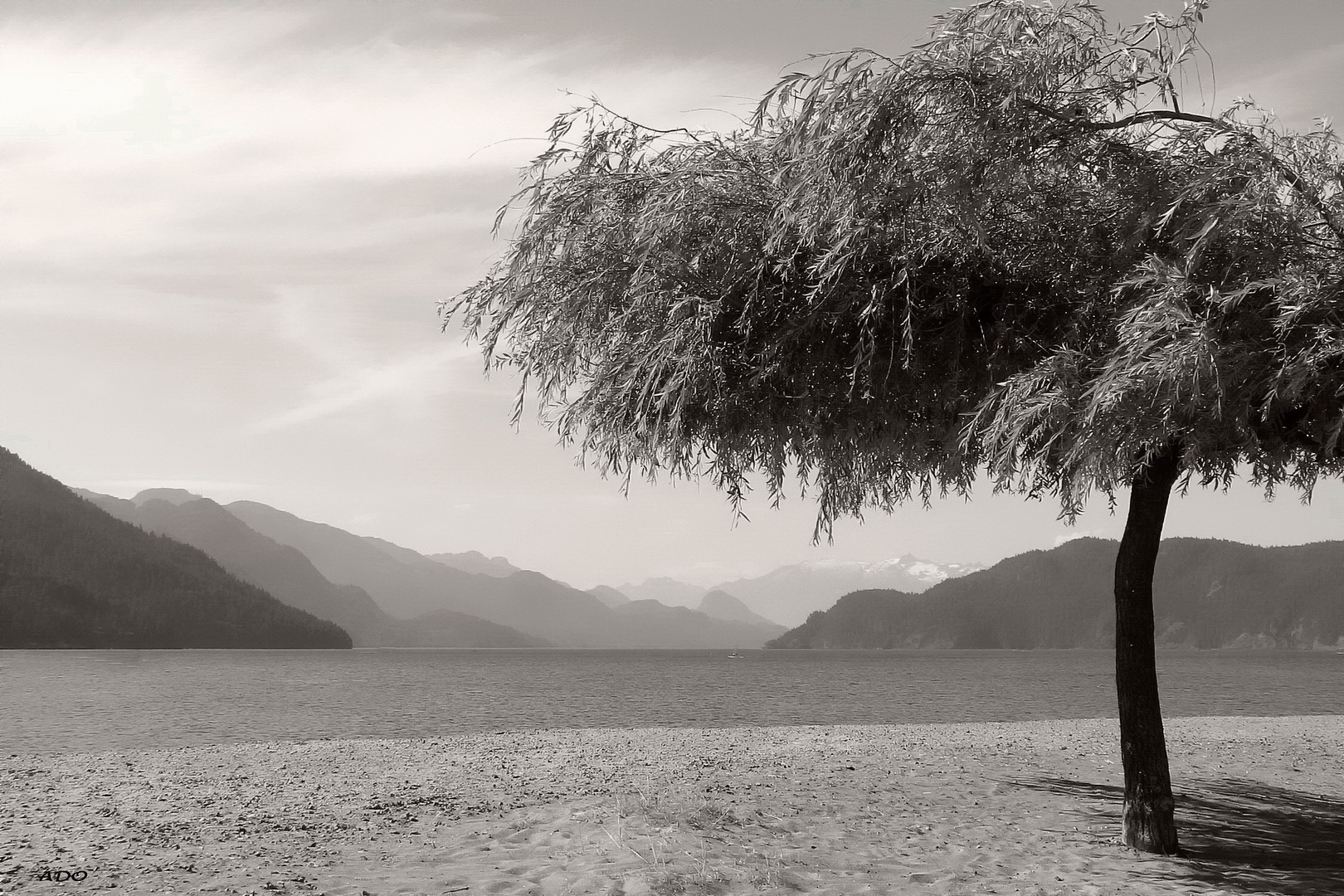 The Tree and the Lake