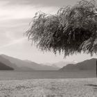 The Tree and the Lake