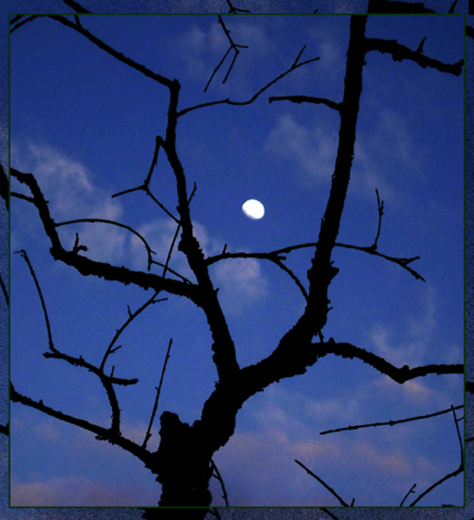 The tree and the moon