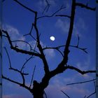 The tree and the moon