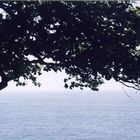 The Tree and The Sea