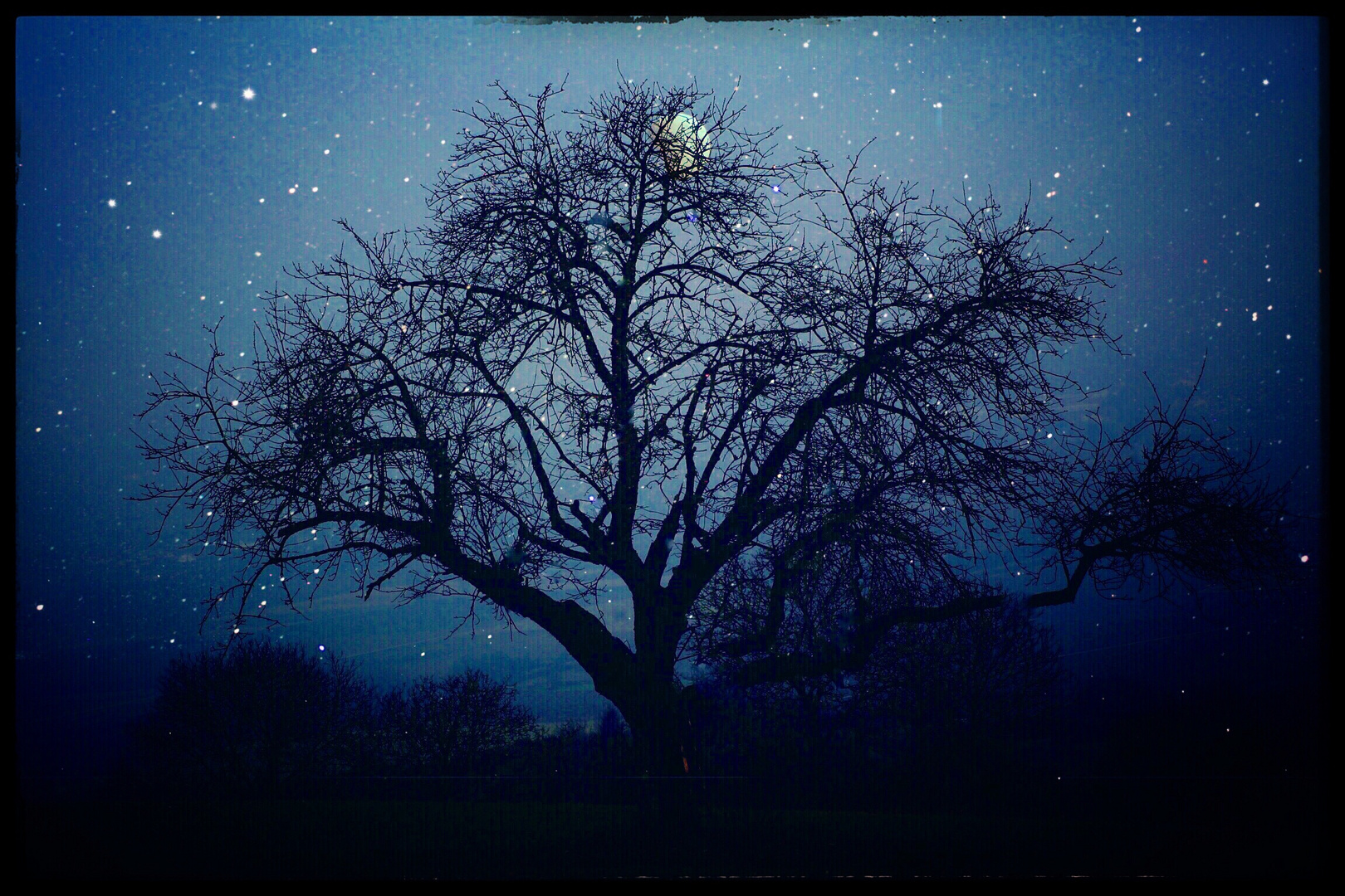 The tree and the stars 