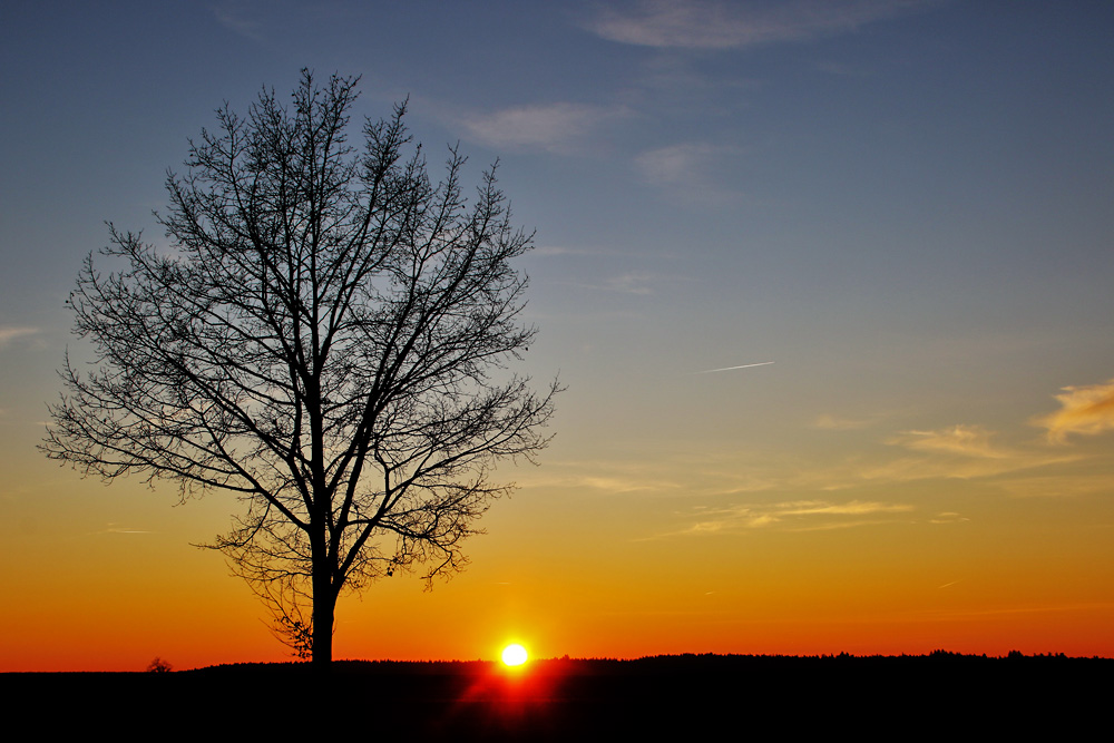 the tree and the sundown..........