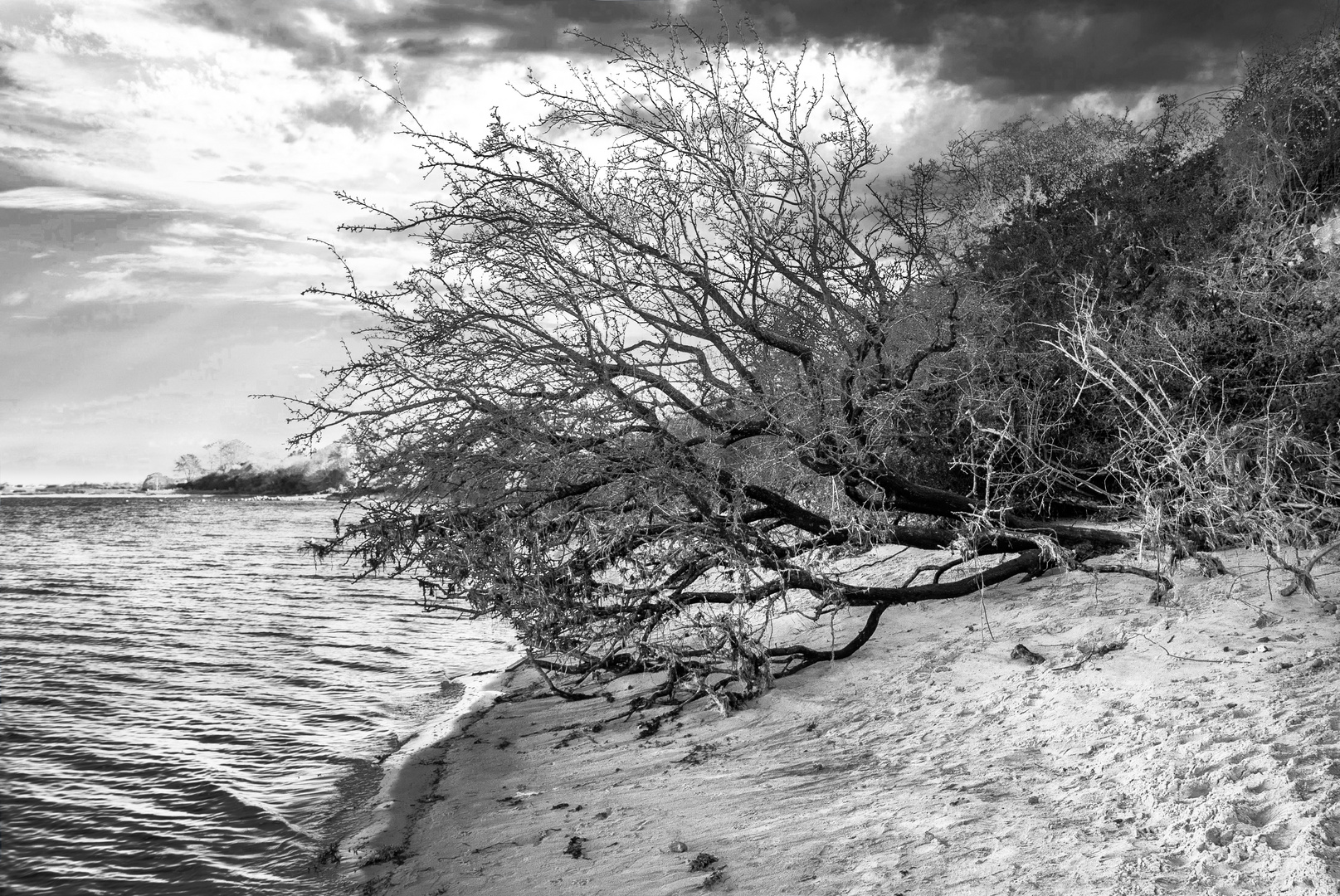 ... the tree at the beach ...