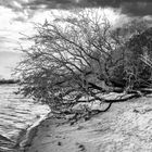 ... the tree at the beach ...