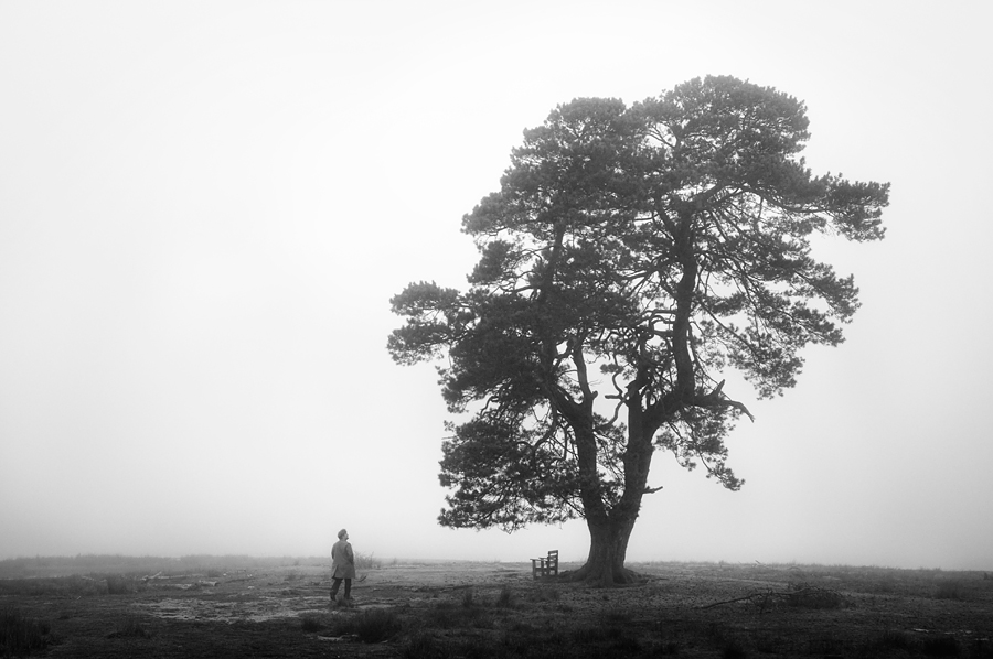 The tree at the end of the world