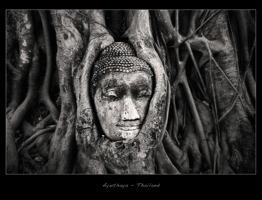 The 'Tree-Buddha' in Ayuthaya