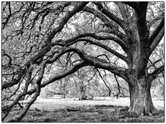 The Tree