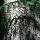 The tree fern shadow on the trunk of a giant eucalyptus