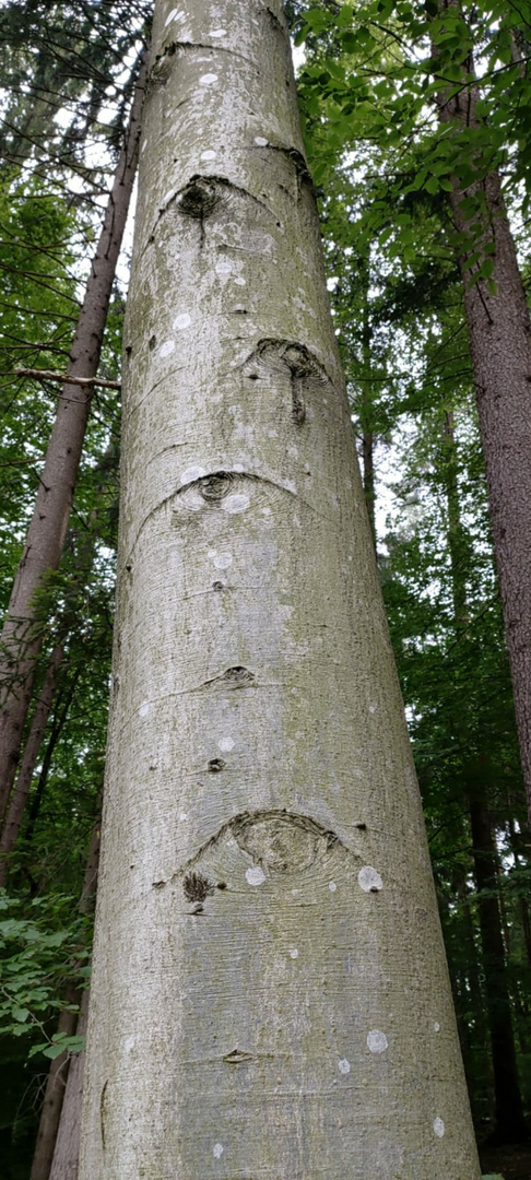 The tree has eyes 