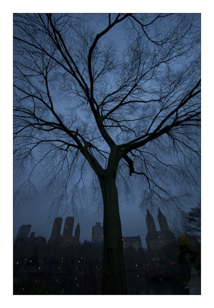 The Tree in Central Park