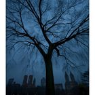 The Tree in Central Park
