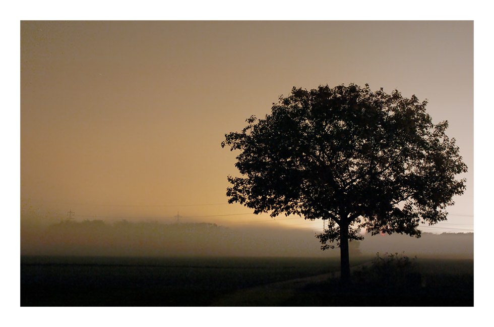 The tree in front of the fog...