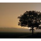 The tree in front of the fog...