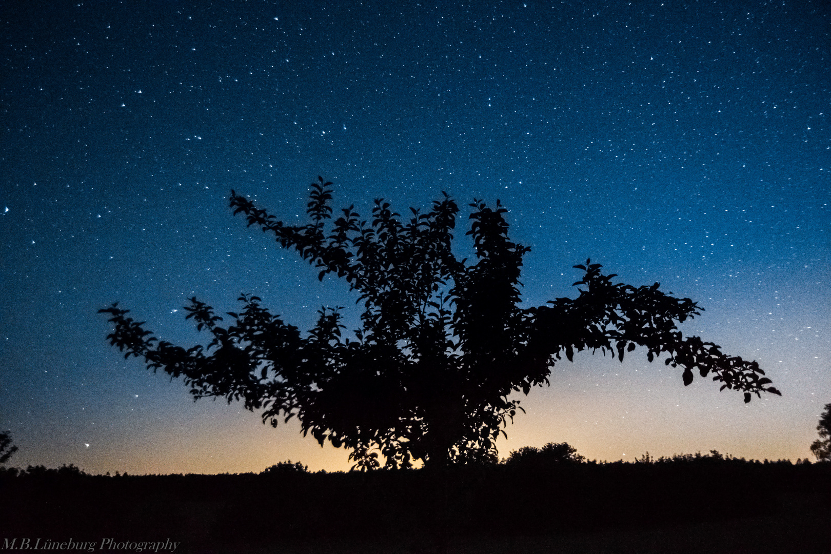 the tree in the dark