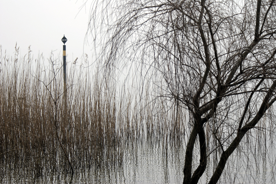 The tree in the lake