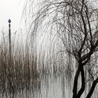 The tree in the lake